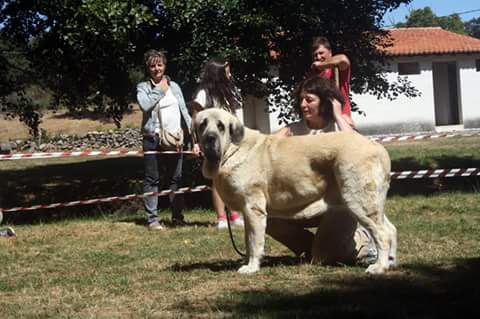 Magno de Basillon
Keywords: basillon