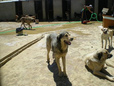 Adoption - Mother of 'Camada 4'
Un pastor dejó abandonados a sus mastines y estos han tenido 29 cachorros en total. Ahora mismo no pueden estar en el alergue, en contacto con otros animales por miedo a que cojan la parvo, por lo que se va a alquilar algún sitio donde poder meterlos hasta que estén vacunados y desparasitados.
De todas formas, en el albergue hay unos cuarenta perros y no podemos meter a 29 de golpe porque no hay sitio y es una crueldad tenerlos hacinados. Ahora que son pequeños tenemos posibilidades de sacarlos entre todos.
Por favor, decídselo a vuestros veterinarios, a la gente con la que saquéis a pasear los perros, a vuestros amigos y familiares para que haya más posibilidades de encontrarles un hogar a cada uno de ellos.
Para adoptar:
1) Los perros deben salir con contrato de adopción.
2) Vacunas y microchip (50€)
3) Compromiso de esterilización para que no haya un descuido y pasen cosas como esta
4) Si los adoptantes son de fuera de León, se puede hacer el envío mediante MRV (23,50€)
Para contactar:
aatcsahagun@gmail.com -  Tlf. 677 68 77 72
[url=http://alberguesahagun.blogspot.com/2009/07/cachorros-camada-4.html] WEB Camada 4 [/url]
Keywords: Sahagun