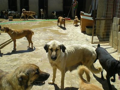 Adoption - Mother of 'Camada 3'
Un pastor dejó abandonados a sus mastines y estos han tenido 29 cachorros en total. Ahora mismo no pueden estar en el alergue, en contacto con otros animales por miedo a que cojan la parvo, por lo que se va a alquilar algún sitio donde poder meterlos hasta que estén vacunados y desparasitados.
De todas formas, en el albergue hay unos cuarenta perros y no podemos meter a 29 de golpe porque no hay sitio y es una crueldad tenerlos hacinados. Ahora que son pequeños tenemos posibilidades de sacarlos entre todos.
Por favor, decídselo a vuestros veterinarios, a la gente con la que saquéis a pasear los perros, a vuestros amigos y familiares para que haya más posibilidades de encontrarles un hogar a cada uno de ellos.
Para adoptar:
1) Los perros deben salir con contrato de adopción.
2) Vacunas y microchip (50€)
3) Compromiso de esterilización para que no haya un descuido y pasen cosas como esta
4) Si los adoptantes son de fuera de León, se puede hacer el envío mediante MRV (23,50€)
Para contactar:
aatcsahagun@gmail.com -  Tlf. 677 68 77 72
[url=http://alberguesahagun.blogspot.com/2009/07/cachorros-camada-3.html] WEB Camada 3 [/url]
Keywords: Sahagun