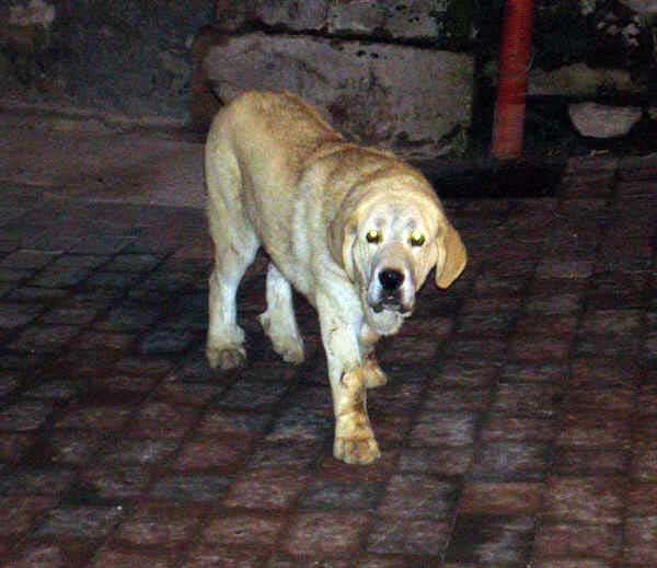 Martín de Torreanaz - 6 meses
(Raphael x Lanza de Ablanera) 
Keywords: puppyspain puppy cachorro