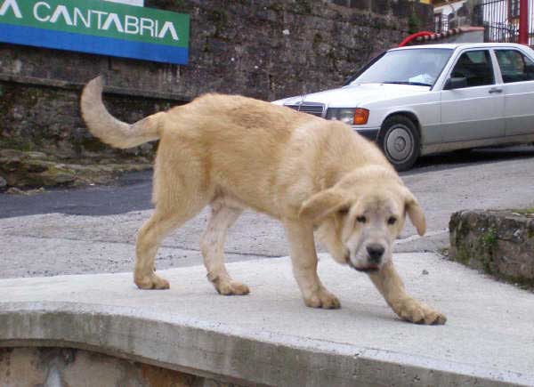 Martín de Torreanaz - 6 meses
(Raphael x Lanza de Ablanera) 
Anahtar kelimeler: puppyspain puppy cachorro