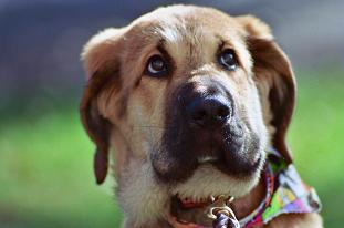 Huckleberry Tornado Erben - 12 weeks
at home in Elmhurst IL USA  

Keywords: huckleberry