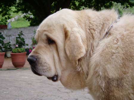 Ch. Mayoral de Hazas de Cesto
(Ch. Ulises de Ablanera x Dama de Hazas de Cesto)
Photo sent by: z Kraje Sokolu  

Keywords: head portrait cabeza