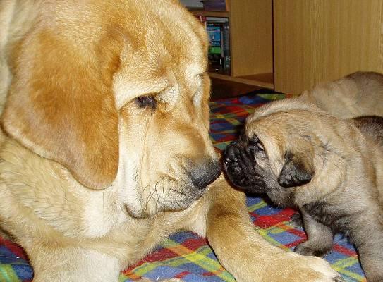 11 months old Historia Tornado Erben and 17days old Kromagnon Tornado Erben - Winner Photo of the Month September 2006
Meeting of puppies.

Keywords: tornado