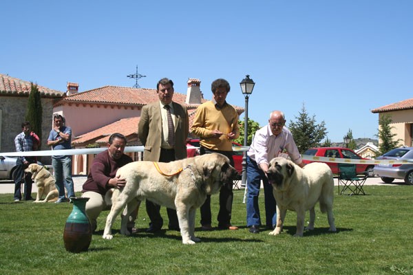 Sansón & Cala de Autocan - Best Male & Best Female - Ávila, 30.04.2006
Sansón: (Ordoño X Princes Princes de Vega de Albares) - Born: 28.03.2004 
Breeder: Angel Sáinz de la Maza, owner: César Estébanez Alonso
 
Cala: (Ch. Ron de Autocan X Dama II de Autocan) - Born: 14.04.2004
Breeder & owner: Isidro García Suárez.

Photo: Juan Garrido -  © Copyright


Keywords: 2006