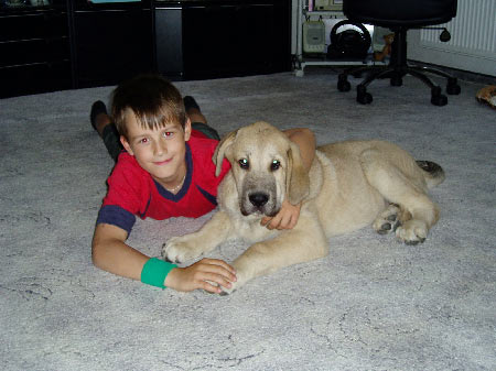 Michael and Sultán
(Ordoño x Princes de Vega de Albares)
 

Keywords: kids puppy cachorro sokolu