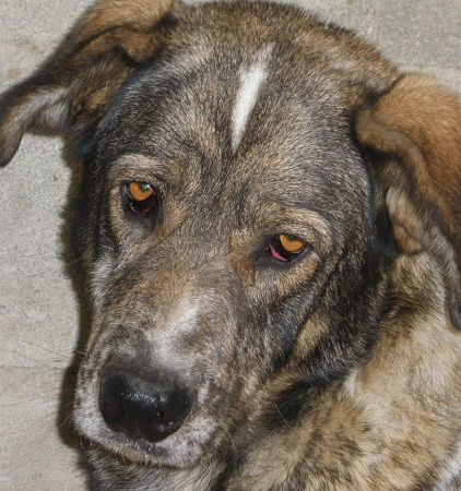 Adopcion - Moi 2012
Nunca le han querido, y tú? 
Raza: Cruce Mastín
Edad: Noviembre 2007
Sexo: Macho
E-mail: ayuda@protectorahuellas.org

Triste vida ha sido la de nuestro compañero y amigo MOI, ya que a pesar de tener alrededor de 4 años, su historia no tiene mucho que contar...salvo por lo poco digna que ha sido, salvo por lo poco o nada que le han querido y valorado, salvo por las mínimas caricias y cuidados que ha recibido. 
Y a pesar de todo ello, este perro refleja con su gran y serena presencia lo que realmente ha sido y es: UN GRAN PERRO; muy bueno y cariñoso, amistoso y sociable ya que le gusta la gente y disfruta de su compañía. Todas estas virtudes que a él le quisieron quitar, todo lo que a él le negaron, es sin embargo lo que pide, lo que necesita y lo que valora. 
Moi quiere conocer un hogar, una familia para poder darles todo su amor, su lealtad, su carácter bonachón, contagiarles de su alegría y compañía. Moi merece empezar de nuevo, volver a nacer y recuperar los largos años que pasó encadenado y sin cariño. 
Este gran perro necesita ser recompensado por su enorme y noble corazón, necesita que vengas pronto a buscarlo...

Más fotos: http://adopciones.protectorahuellas.org/perro.asp?ID=2193
Keywords: 2012 Huellas