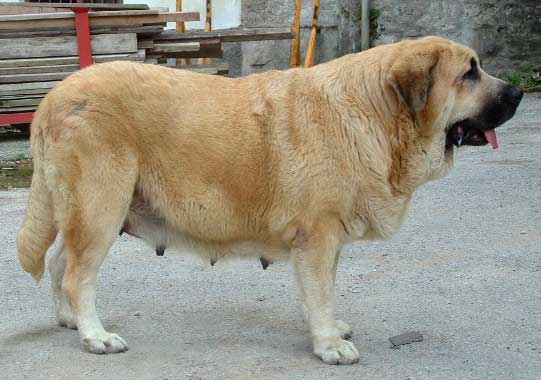 Mola de la Valleja
(Hercules de las Cañadas x Pas de la Valleja)
 
 

