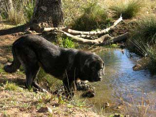 Mora - 1 year old - October 2004
Keywords: water