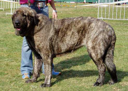 Fatty Mastibe - Open Class Females- Exc. 1, CAC - National Dog Show in Brno, Czech Republic - 25-09-2005
(Ich. Basil Mastifland x Ich. Connie Mastibe)
Born: 08-05-2003  

Keywords: 2005 mastibe