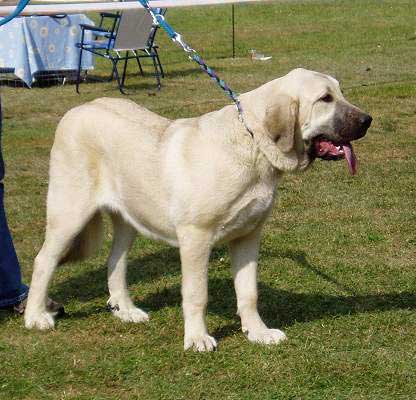 Florita Maja Tornado Erben - Puppy Class Females - Very Promising 1 - National Dog Show in Brno, Czech Republic - 25-09-2005
(Druso de la Aljabara x Cica Ha-La-Mü)
Born: 30-01-2005
 

الكلمات الإستدلالية(لتسهيل البحث): 2005 tornado puppy cachorro