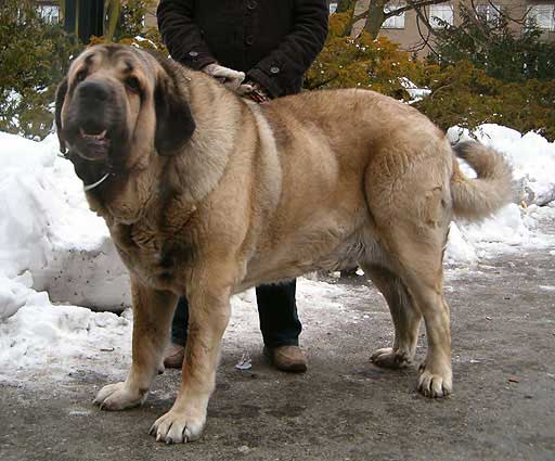 Enamorado Elvis Mastibe - Open Class Males - Exc.1, CAC, National Winner - National Show Olomouc 15.01.2006
Keywords: 2006