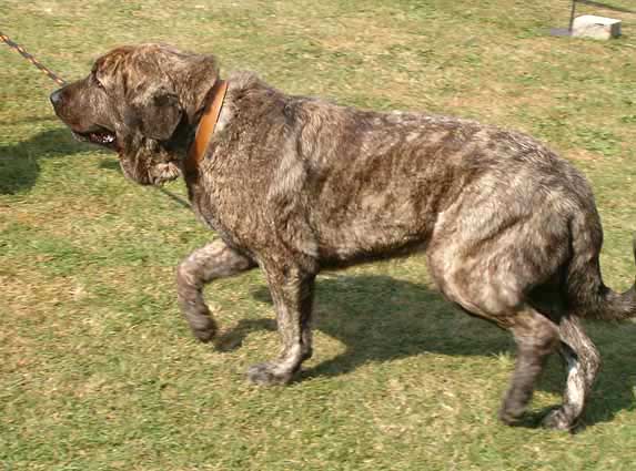 Fatty Mastibe - Open Class Females - Exc. 1, CAC - National Dog Show in Brno, Czech Republic - 25-09-2005
(Ich. Basil Mastifland x Ich. Connie Mastibe)
Born: 08-05-2003  

Keywords: 2005 mastibe