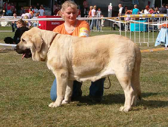 Feya Mastibe - Champion Class Females - Exc. 1, CAC, National Winner, BOB - National Dog Show in Brno, Czech Republic - 25-09-2005
(Ich. Basil Mastifland x Ich. Connie Mastibe)
Born: 08-05-2003  
 

Keywords: 2005 mastibe