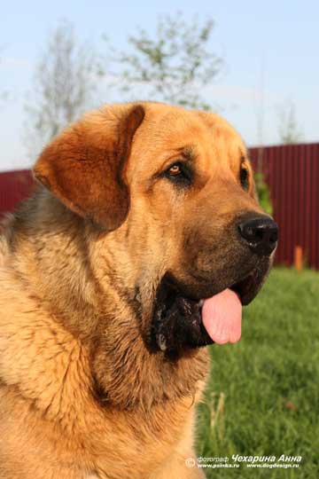 Neron de Filandon - Exc. 1, Best Junior, BOB Young Winner of Bundessieger 2007, Winner of Bundessieger 2007 - Dortmund, Germany
Nationale Show, Saturday 13. Oktober 2007
Neron de Filandon - Excellent 1, Best Junior, Best of Breed

(Dumbo de Reciecho x Troya de Buxionte)
Born: 16.07.2006
Owner: Natasha Prudnik
Keywords: 2007 cortedemadrid