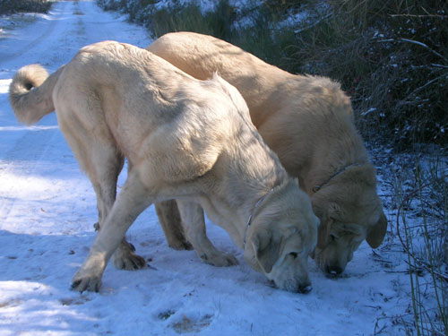 Senda de Lunava & Siena de Trashumancia - November 2005
Senda: (Doncel de Galisancho x Nina de Valdejera) - Born: 04.12. 2004
Siena: (Americano de Trashumancia x Amapola de Trashumancia) - Born: 12.04. 2004
 

Keywords: snow nieve