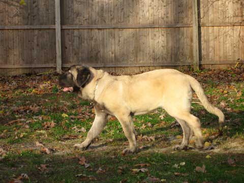 DeNiro at 5 months and 1 week November 16, 2008
(Fantom Tornado Erben x Charlotta Tornado Erben )
Born: 08.06.2008
Keywords: norma pacino tatyana deniro brando