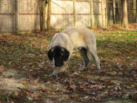 DeNiro at 5 months and 1 week November 16, 2008
(Fantom Tornado Erben x Charlotta Tornado Erben )
Born: 08.06.2008
Keywords: norma pacino tatyana deniro brando