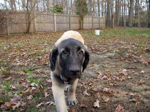 DeNiro at 5 months and 1 week November 16, 2008
(Fantom Tornado Erben x Charlotta Tornado Erben )
Born: 08.06.2008
Keywords: norma pacino tatyana deniro brando