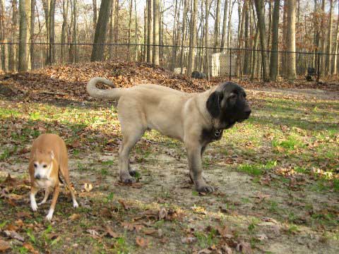 DeNiro at 5 months and 1 week November 16, 2008 & Natalie
(Fantom Tornado Erben x Charlotta Tornado Erben )
Born: 08.06.2008
Keywords: pet norma pacino tatyana deniro brando