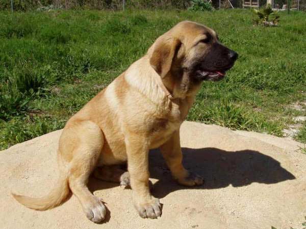 Puppy from Ortibel'li
Keywords: puppyspain puppy cachorro