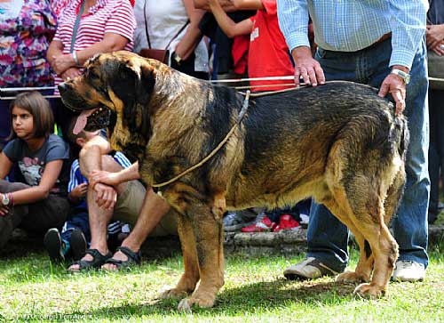 Oliveros VII - father of 'Torrestio' puppies born September 2012
