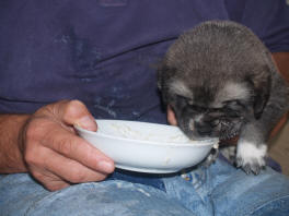 Puppy of Amigo x Anouck von Haus vom Steraldted - Born 21.06.2008
