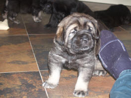 Puppy of Amigo x Anouck von Haus vom Steraldted - Born 21.06.2008
