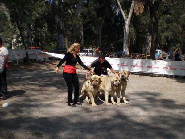 Breeding Group: Bao la Madera: 1 - Specialty Show AEPME, Veléz de Benaudalla, Granada, 04.04.2009 
Keywords: 2009