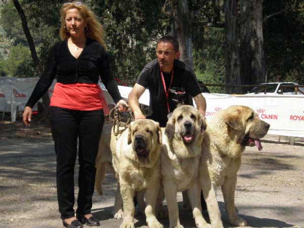 Afijo Bao la Madera: 1 - Breeding Group, Specialty Show AEPME, Veléz de Benaudalla, Granada, 04.04.2009 
Keywords: 2009