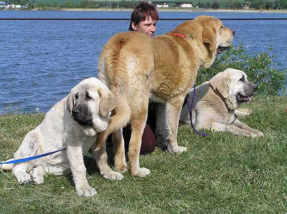 Lois Tornado Erben, Jorgito Tornado Erben, Azura Black Hanar - Club Show KMDPP, Hlucin 12.05.2007
Lois: Very Promising 1, Best Baby - Baby Class Females
Jorgito: Exc.3 - Young Class Males
Azura: Exc.2 - Young Class Females

Photo: Iva Jarova © Copyright. 

Keywords: 2007