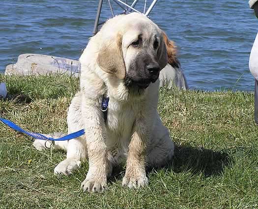 Lois Tornado Erben: Very Promising 1, Best Baby - Baby Class Females, Club Show KMDPP, Hlucin 12.05.2007
Basil Mastifland x Florita Maja Tornado Erben 
Photo: Iva Jarova © Copyright. 

Keywords: 2007 tornado puppy cachorro