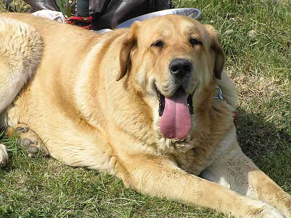 Heidy Tornado Erben: Exc.1, CAC, Club Winner - Intermediate Class Females, Club Show KMDPP, Hlucin 12.05.2007
Photo: Iva Jarova © Copyright. 

Keywords: 2007 tornado