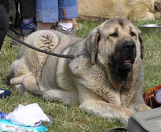 Hagrid Mastibe: Exc.2 - Young Class Males, Club Show KMDPP, Hlucin 12.05.2007
Photo: Iva Jarova © Copyright. 

Keywords: 2007