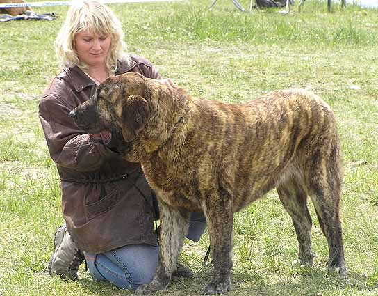 Hessi Mastibe: Exc.1, CAJC, Young Club Winner - Young Class Females, Club Show KMDPP, Hlucin 12.05.2007
(Druso de la Aljabara x Connie Mastibe)
Born: 03.07.2006

Photo: Iva Jarova © Copyright. 

Keywords: 2007 mastibe