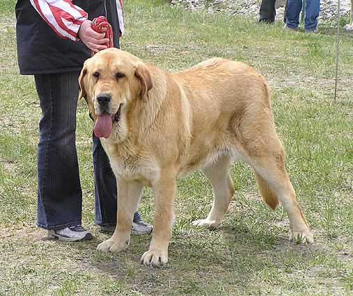 Heidy Tornado Erben: Exc.1, CAC, Club Winner - Intermediate Class Females, Club Show KMDPP, Hlucin 12.05.2007
Photo: Iva Jarova © Copyright. 

Keywords: 2007