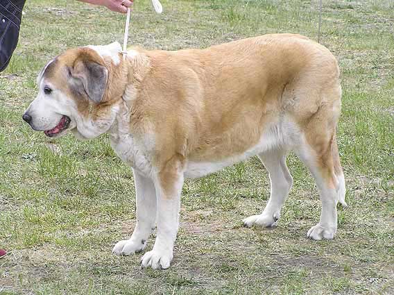 Adorno Ha-La-Mü: Exc.1, 3.Best Veteran - Cluc Show KMCPP, Hlucin 12.05.2007
Photo: Iva Jarova © Copyright. 

Ključne reči: 2007 veteran veterano