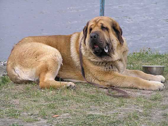 Domenico Bear Cerny Levhart: Exc.1, CAC, Club Winner, BOB - Club Show KMDPP, Hlucin 12.05.2007
(Arak z Kraje Sokolu x Belize Cerný Levhart) 
Born: 08.06.2004 

Photo: Iva Jarova © Copyright. 

Keywords: 2007 mastibe