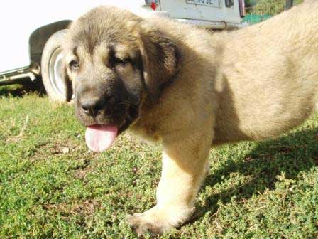 Puppy from La Majada Los Robles, 54 días - born 01.07.2008
Bengala de Los Zumbos X Rea de Los Zumbos
01.07.2008 



Keywords: majada