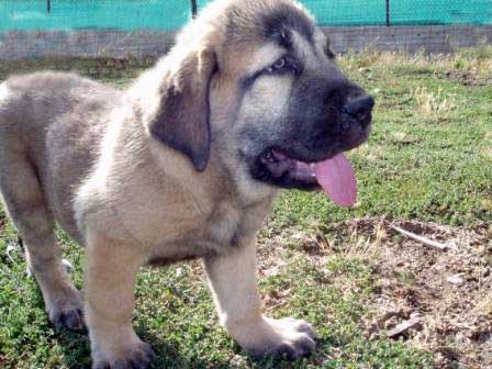 Puppy from La Majada Los Robles, 54 días - born 01.07.2008
Bengala de Los Zumbos X Rea de Los Zumbos
01.07.2008 



Keywords: majada