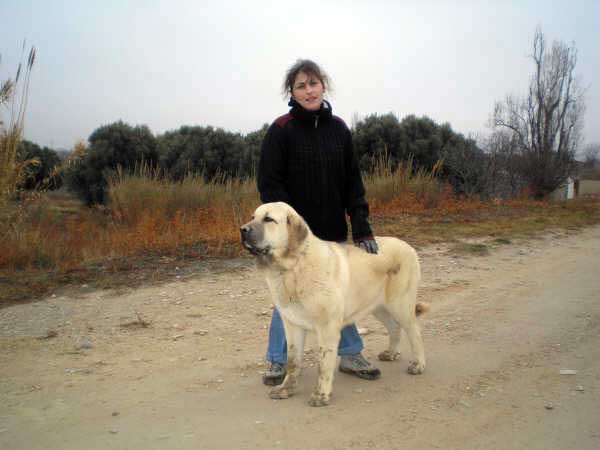 Pizca de Valdejera - 8 meses, 55 kilos
Nistos de Valdejera x Nati de Valdejera
Keywords: leonvera