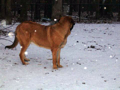 Pacino (Pacha de Montes del Pardo) - meeting his first snow  02.12.08
(Toro de Montes del Pardo X Isis de Montes del Pardo)    
Born: 15.03.2007
Keywords: snow nieve norma pacino tatyana deniro brando