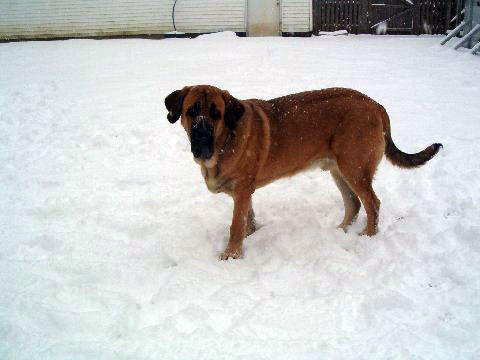 Pacino (Pacha de Montes del Pardo) - 22. feb. 2008 
(Toro de Montes del Pardo X Isis de Montes del Pardo) 
Born: 15.03.2007   
Keywords: snow nieve norma pacino tatyana deniro brando