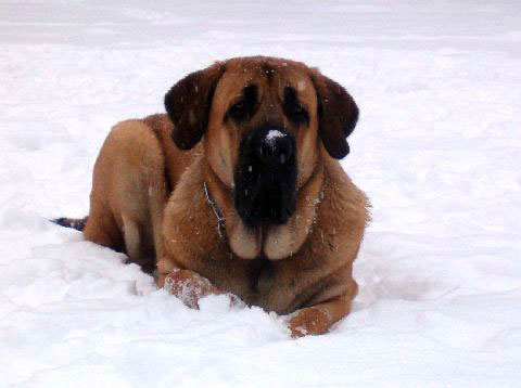 Pacino (Pacha de Montes del Pardo) - 22. feb. 2008 
(Toro de Montes del Pardo X Isis de Montes del Pardo)  
Born: 15.03.2007  
Keywords: snow nieve norma pacino tatyana deniro brando