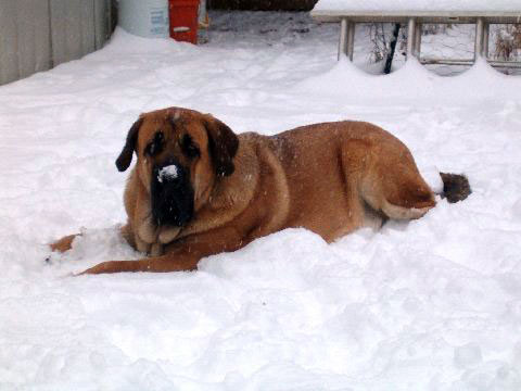 Pacino (Pacha de Montes del Pardo) - 22. feb. 2008 
(Toro de Montes del Pardo X Isis de Montes del Pardo) 
Born: 15.03.2007   
Keywords: snow nieve norma pacino tatyana deniro brando