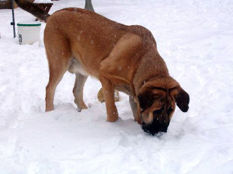 Pacino (Pacha de Montes del Pardo) - 22. feb. 2008 
(Toro de Montes del Pardo X Isis de Montes del Pardo)    
Born: 15.03.2007
Keywords: snow nieve norma pacino tatyana deniro brando