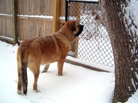 Pacino (Pacha de Montes del Pardo) - 22. feb. 2008 
(Toro de Montes del Pardo X Isis de Montes del Pardo)   
Born: 15.03.2007 
Keywords: snow nieve norma pacino tatyana deniro brando