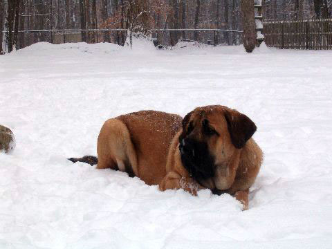 Pacino (Pacha de Montes del Pardo) - 22. feb. 2008 
(Toro de Montes del Pardo X Isis de Montes del Pardo)    
Born: 15.03.2007
Keywords: snow nieve norma pacino tatyana deniro brando