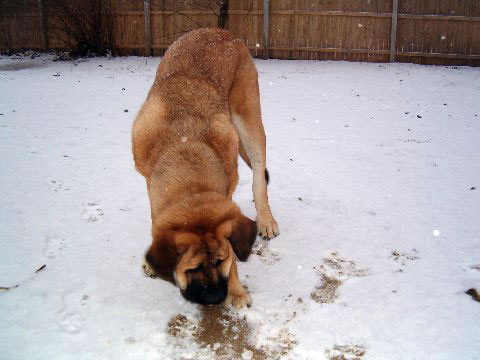 Pacino (Pacha de Montes del Pardo) - meeting his first snow  02.12.08
(Toro de Montes del Pardo X Isis de Montes del Pardo)    
Born: 15.03.2007
Keywords: snow nieve norma pacino tatyana deniro brando