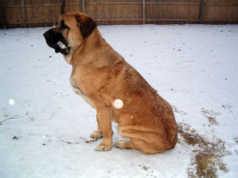 Pacino (Pacha de Montes del Pardo) - meeting his first snow  02.12.08
(Toro de Montes del Pardo X Isis de Montes del Pardo)    
Born: 15.03.2007
Keywords: snow nieve norma pacino tatyana deniro brando